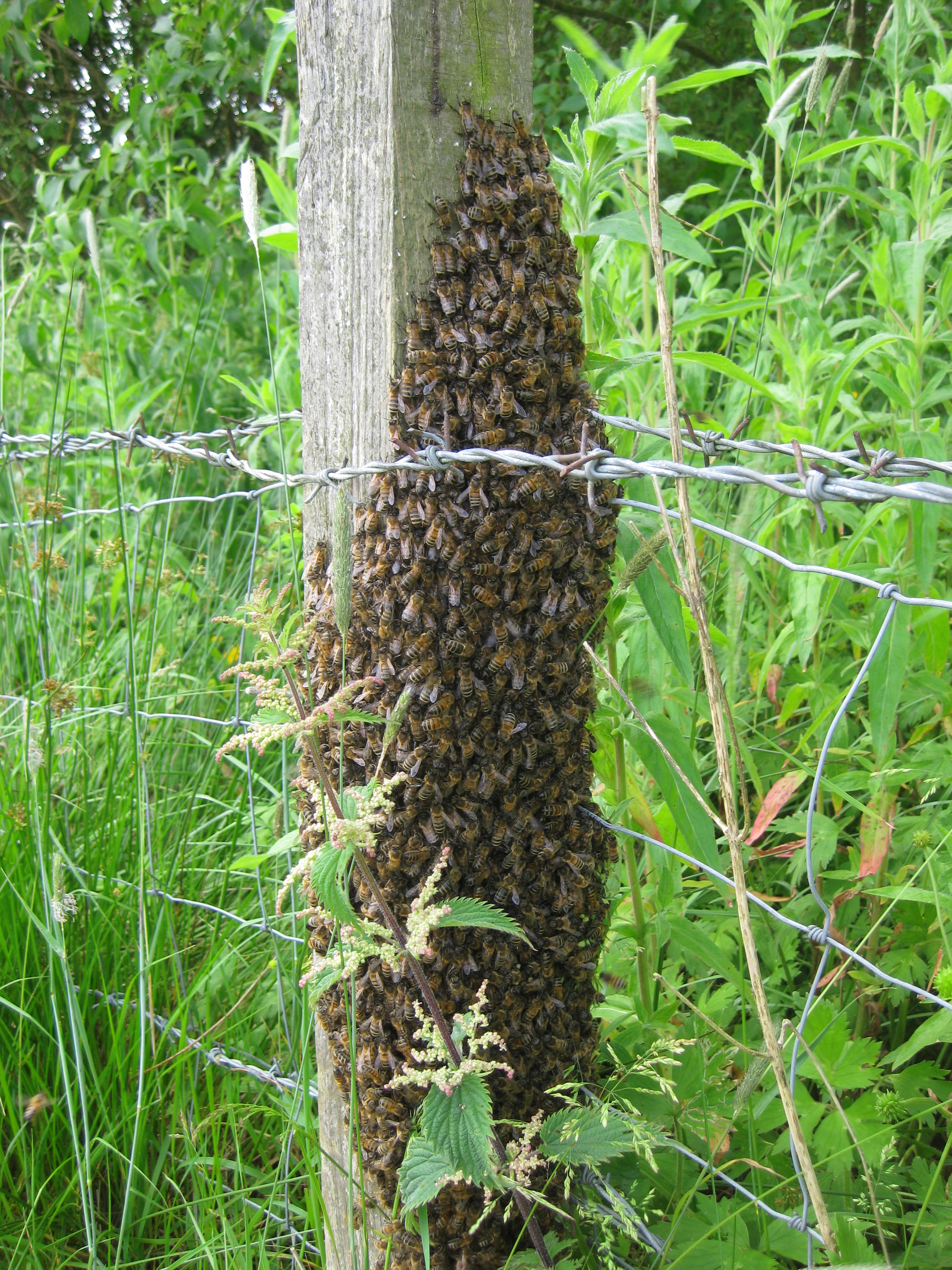 swarm on post 1