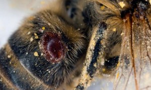 Varroa mite blood-sucking parasite at honey bee