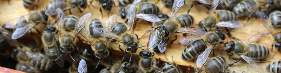 East Lancashire Beekeepers Association