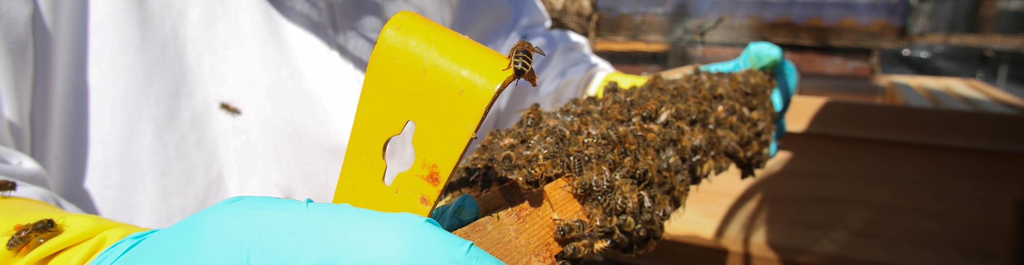 East Lancashire Beekeepers Association